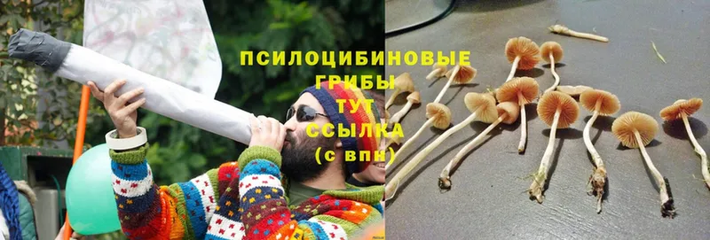 купить закладку  Алупка  Галлюциногенные грибы Magic Shrooms 